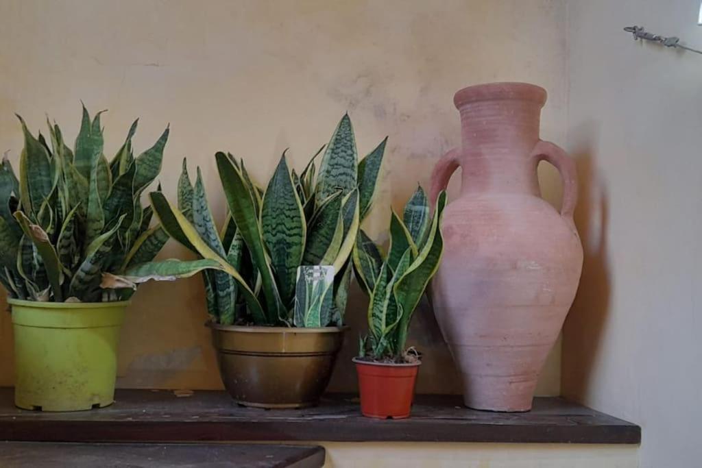 Alimat Guesthouse كاتانيا المظهر الخارجي الصورة